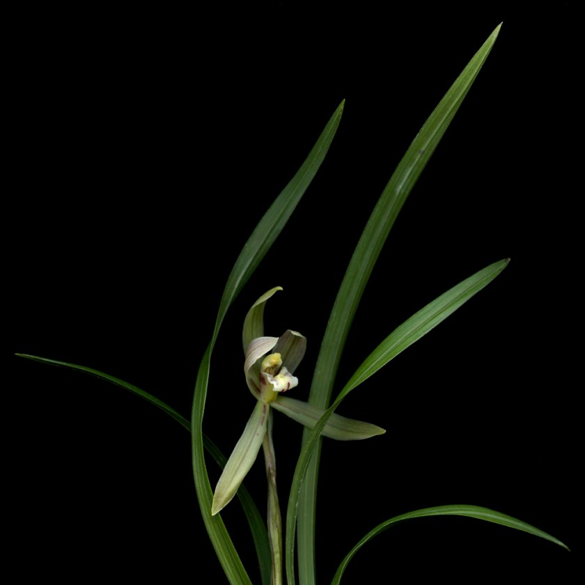 Huang Xu (Chinese, b. 1968) 'Flower No.2' 2008