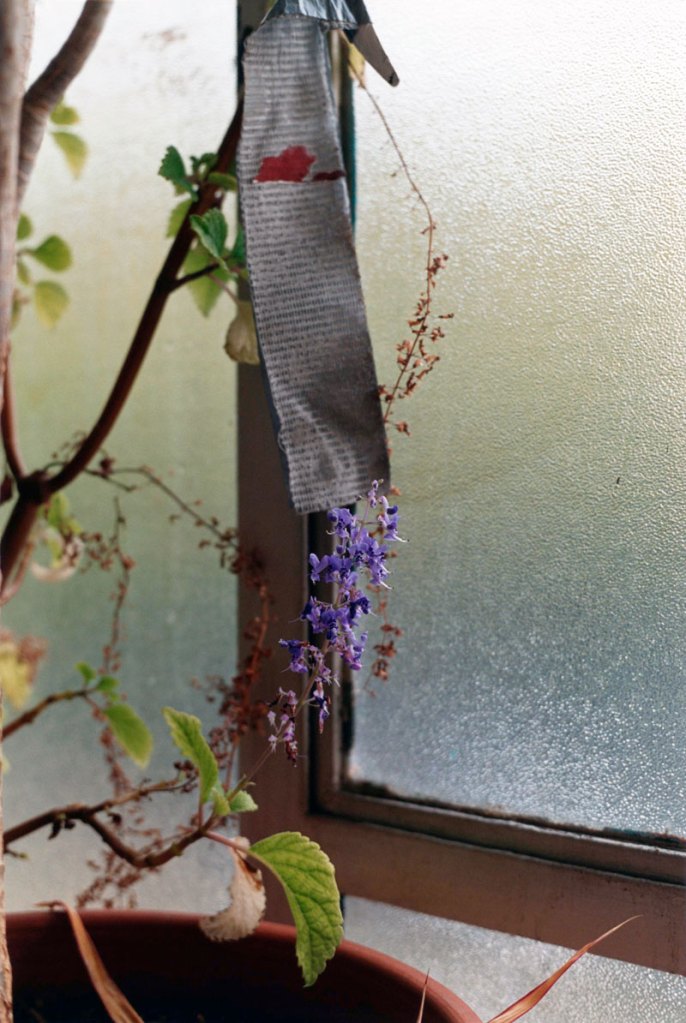 Wolfgang Tillmans (German, b. 1968) 'Zimmerlinde (Michel)' 2006