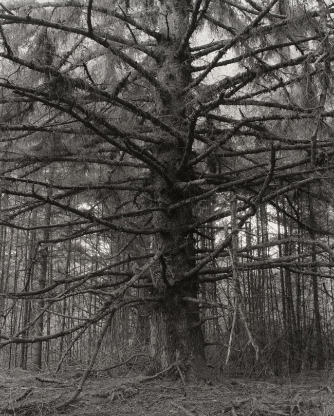 Robert Adams (American, b. 1937) 'Sitka spruce, Cape Blanco State Park, Curry County, Oregon' 1999-2000 from the exhibition 'Robert Adams:  The Place We Live, A Retrospective Selection of Photographs' at the Vancouver Art Gallery