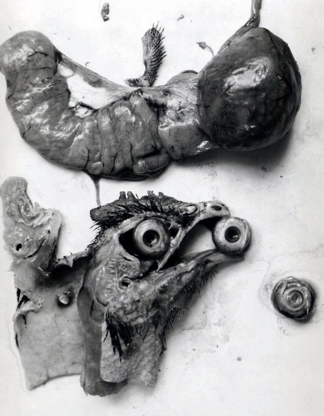 Frederick Sommer (American born Italy, 1905-1999) 'The Anatomy of a Chicken' 1939 from the exhibition 'In Focus: Still Life' at The J. Paul Getty Museum