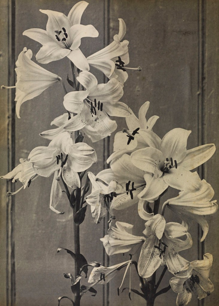 Frederick H. Hollyer (English, 1837-1933) 'Lilies' about 1885 from the exhibition 'In Focus: Still Life' at The J. Paul Getty Museum