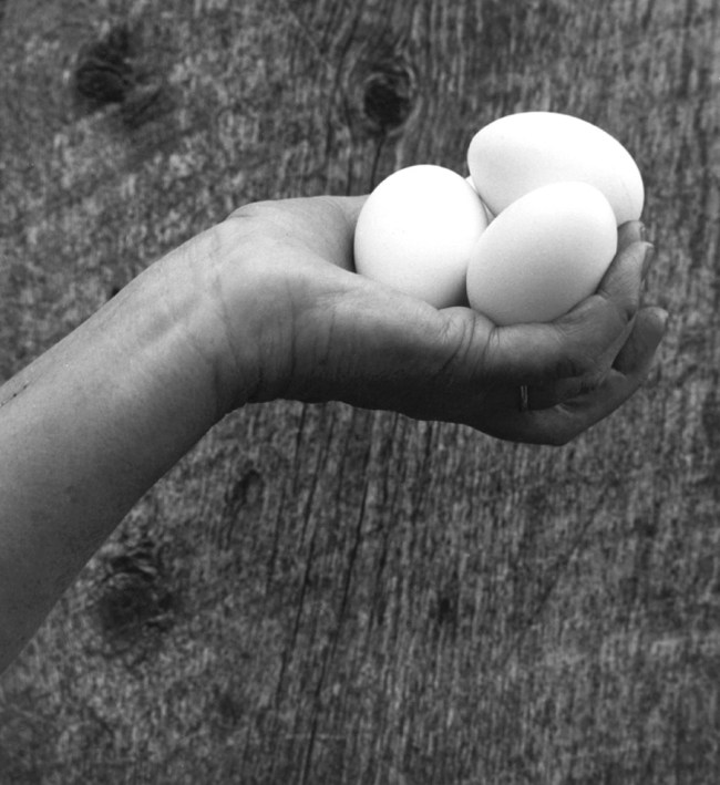 Dorothea Lange. 'Eggs, Toquerville, Utah' 1953
