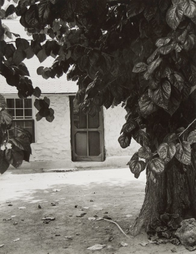 Dorothea Lange. 'Mulberry Tree, Neagle Home, Toquerville, Utah' 1953