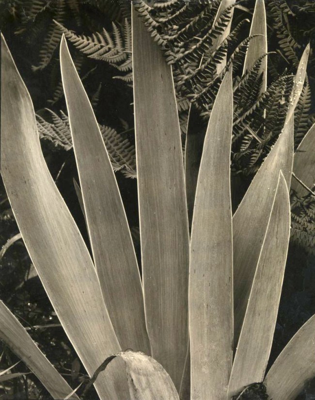 Paul Strand (American, 1890-1976) 'Wild Iris, Maine' 1927-28