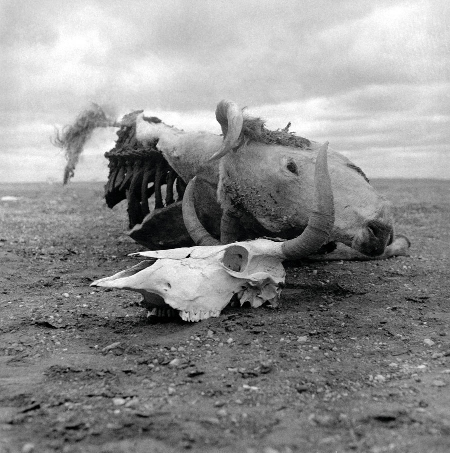 Sidney Nolan (Australian, 1917-1992) 'Untitled (cow carcass and cow skull)' 1952