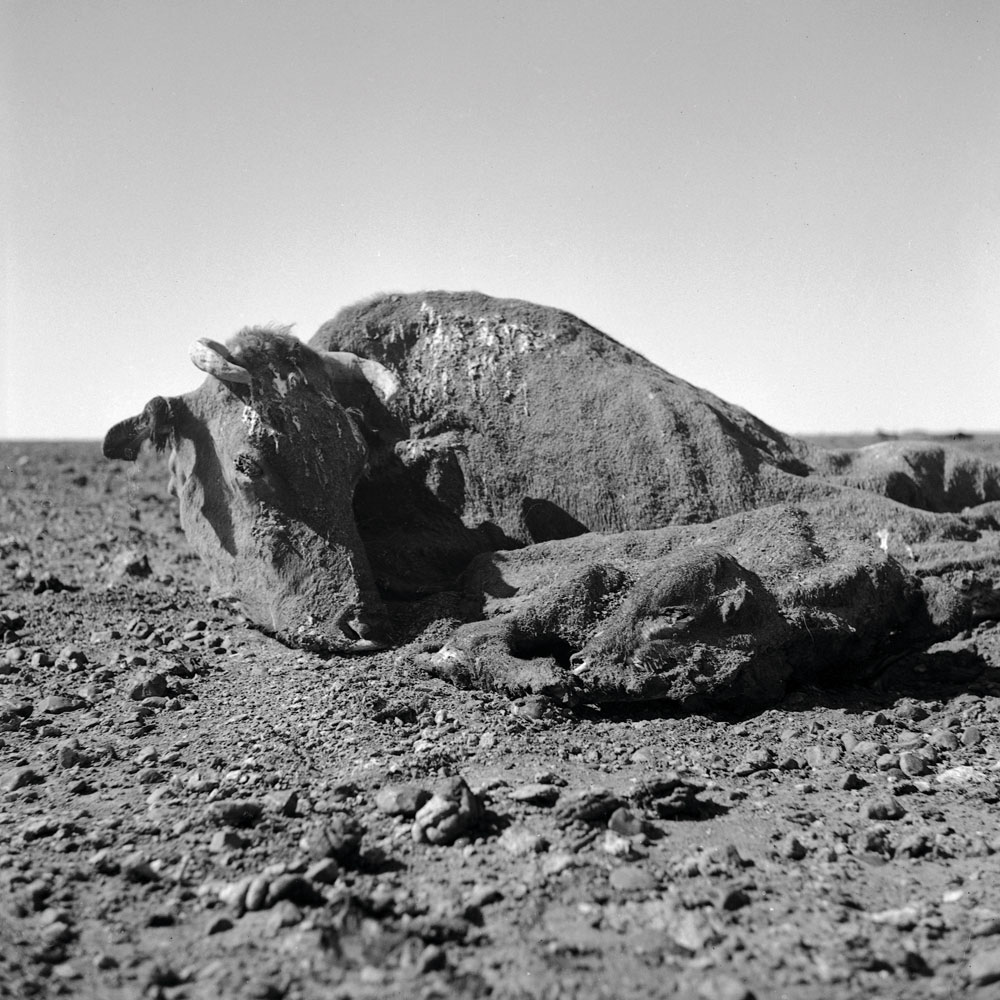 Sidney Nolan (Australian, 1917-1992) 'Untitled (cow and calf carcass covered in dirt I)' 1952