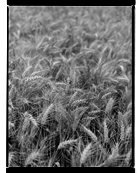 Marcus Bunyan. From 'England' 1993