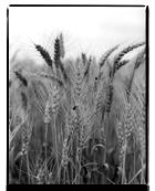 Marcus Bunyan. From 'England' 1993