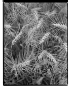 Marcus Bunyan. From 'England' 1993