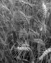 Marcus Bunyan. From 'England' 1993