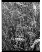 Marcus Bunyan. From 'England' 1993