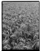 Marcus Bunyan. From 'England' 1993