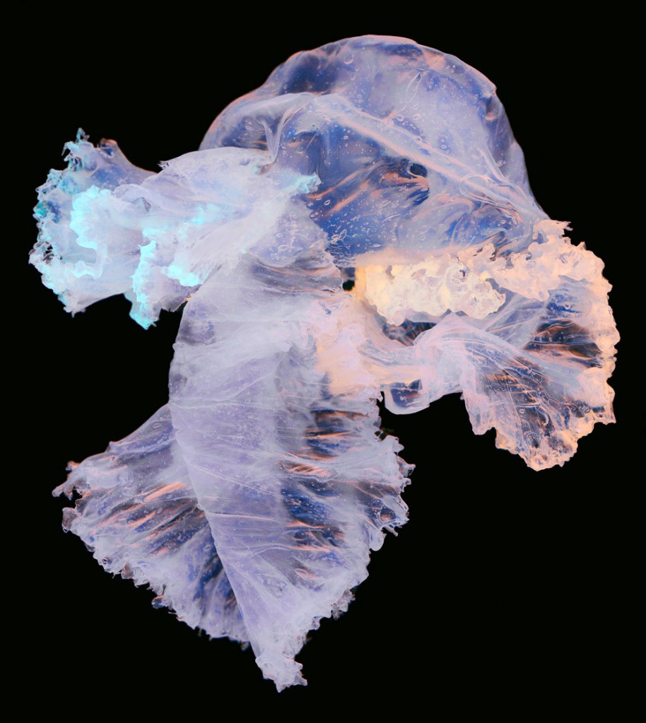 Penelope Davis (Australian, b. 1963) 'Fluther' 2011