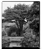 Marcus Bunyan. 'Tree, Highgate Cemetery' 1993
