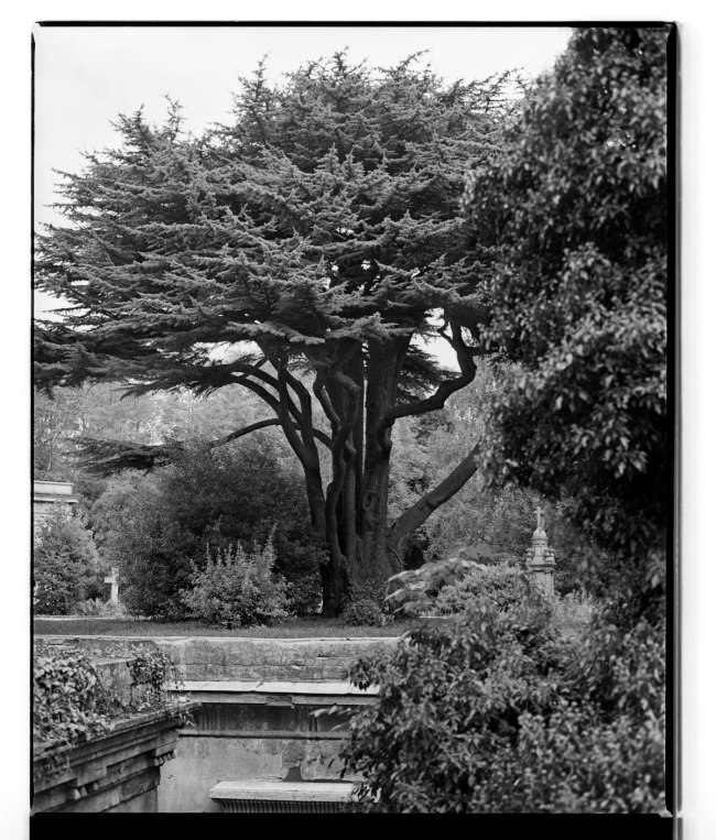 Marcus Bunyan (Australian, b. 1958) 'Tree, Highgate Cemetery' 1993