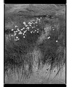 Marcus Bunyan. From 'England' 1993