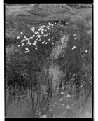 Marcus Bunyan. From 'England' 1993