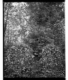 Marcus Bunyan. 'Two graves, Highgate Cemetery' 1993