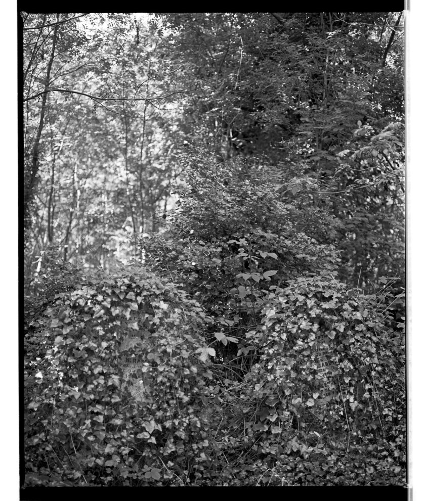 Marcus Bunyan. 'Two graves, Highgate Cemetery' 1993