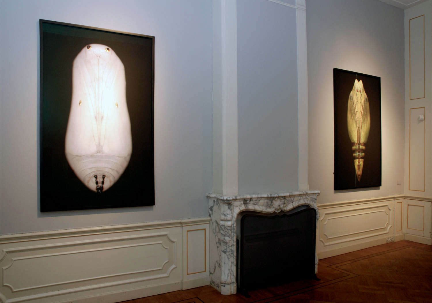 Installation view of the exhibition 'Adam Fuss A Survey of his Work: 1986/2010' at Huis Marseille Museum for Photography, Amsterdam showing at left, 'Untitled' (2003) Installation view of the exhibition 'Adam Fuss A Survey of his Work: 1986/2010' at Huis Marseille Museum for Photography, Amsterdam showing at left, 'Untitled' (2003)