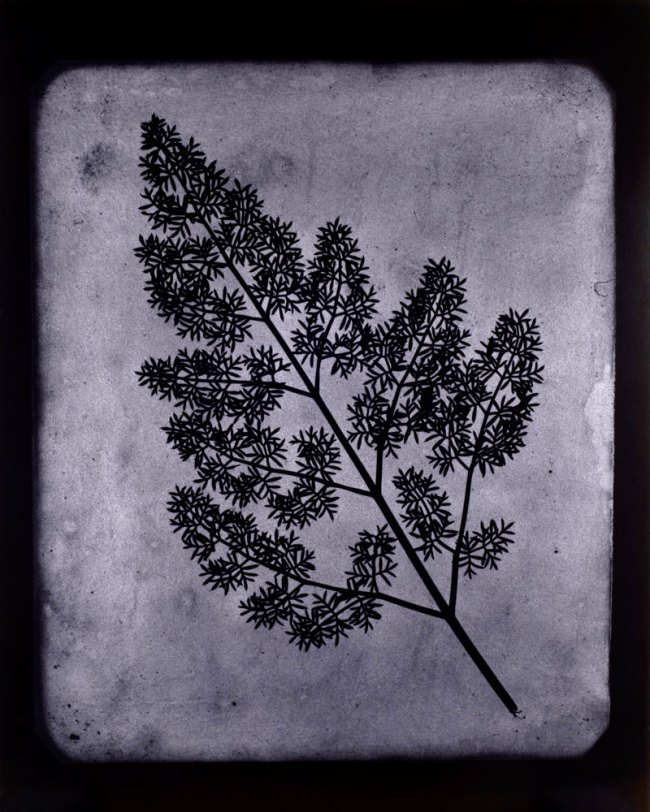 Hiroshi Sugimoto (Japanese, b. 1948) 'A Stem of Delicate Leaves of an Umbrellifer, circa 1843-1846' 2009