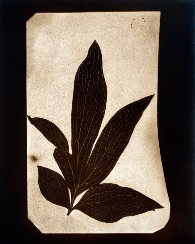 Hiroshi Sugimoto (Japanese, b. 1948) 'Leaves of Paeony, June 1839' 2009 Hiroshi Sugimoto (Japanese, b. 1948) 'Leaves of Paeony, June 1839' 2009