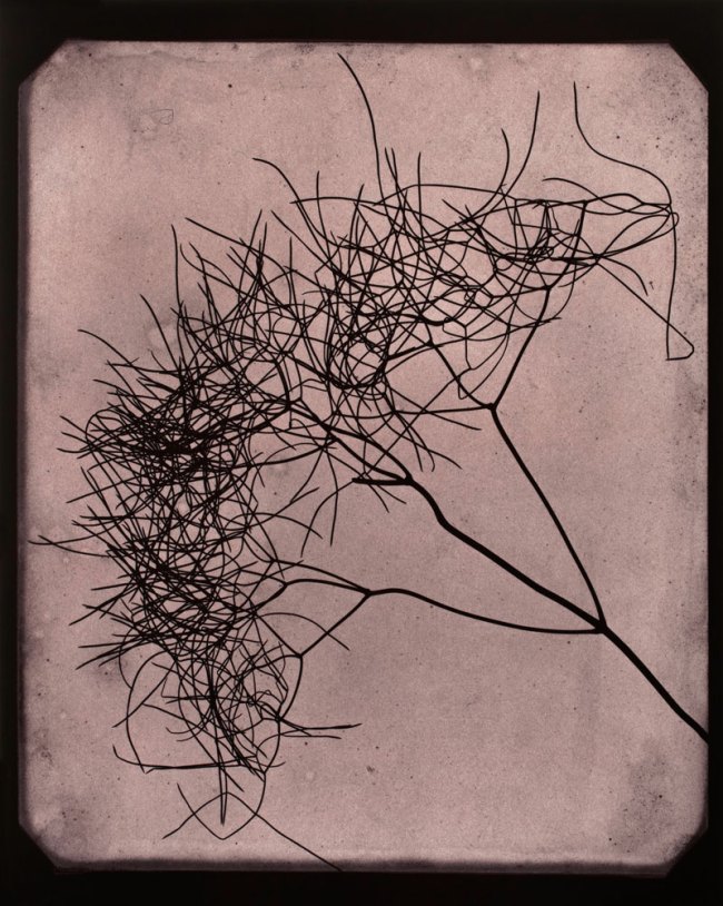 Hiroshi Sugimoto (Japanese, b. 1948) 'Wild Fennel, circa 1841-1842' 2009 Hiroshi Sugimoto (Japanese, b. 1948) 'Wild Fennel, circa 1841-1842' 2009