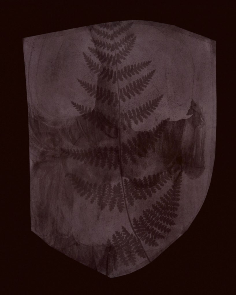 Hiroshi Sugimoto (Japanese, b. 1948) 'Buckler Fern 1839 or earlier' 2008 Hiroshi Sugimoto (Japanese, b. 1948) 'Buckler Fern 1839 or earlier' 2008