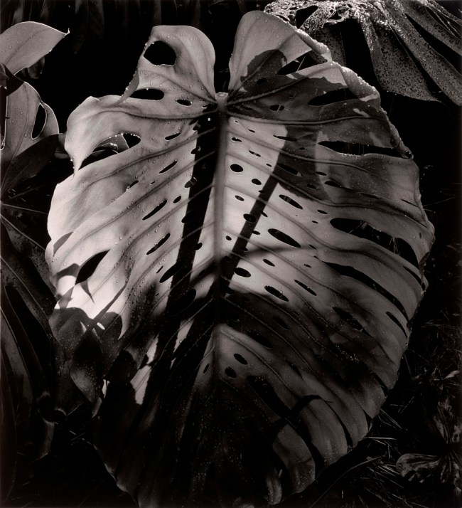 Brett Weston (American, 1911-1993) 'Botanical' c. 1985