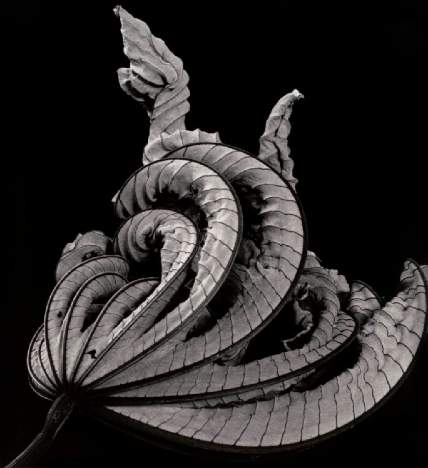 Brett Weston (American, 1911-1993) 'Leaf' 1982