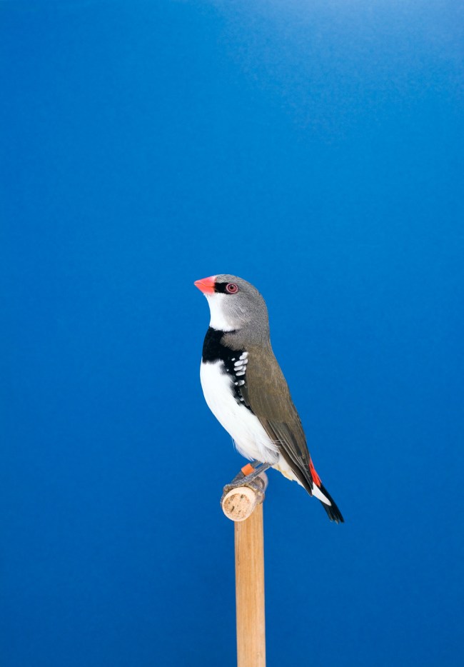 Luke Stephenson (British, b. 1983) 'Diamond Sparrow #1' 2009