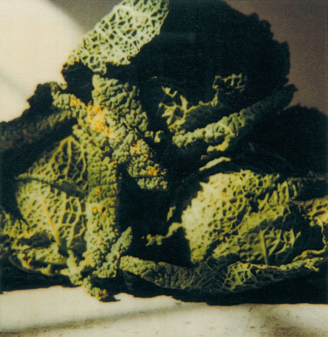 Cy Twombly (American, 1928-2011) 'Cabbages, Gaeta' 1998