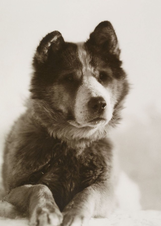 Herbert Ponting (British, 1870-1935) 'Vida' 1911