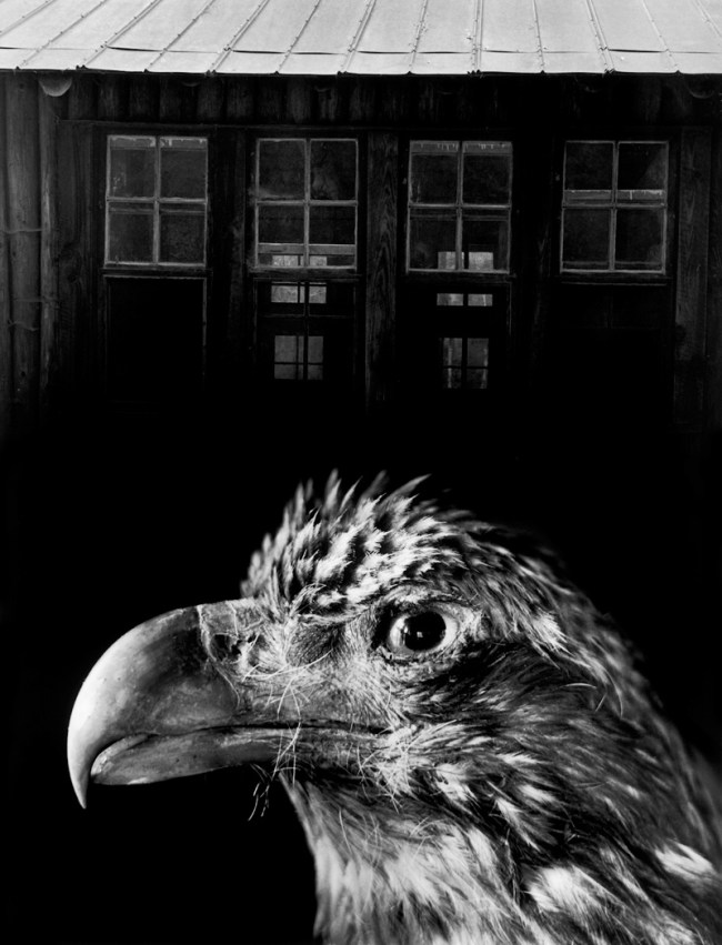 Jerry Uelsmann (American, 1934-2022) 'Bless Our Home and Eagle' 1962