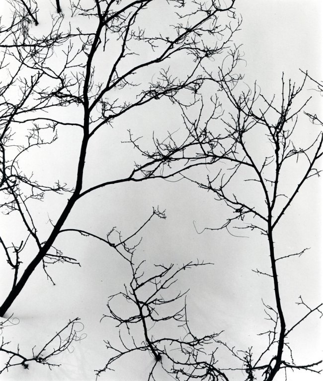 Brett Weston (American, 1911-1993) '(Untitled) Branches and Snow' c. 1975