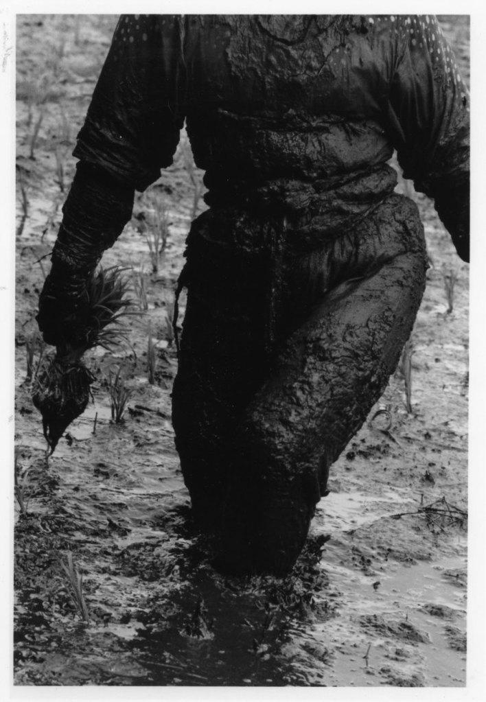 Keisuke Katano (Japanese) 'Woman planting rice' 1955