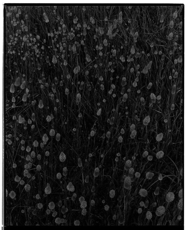 Marcus Bunyan (Australian, b. 1958) 'The dusty city, Stillness, blossoms and mist within' 1992-94