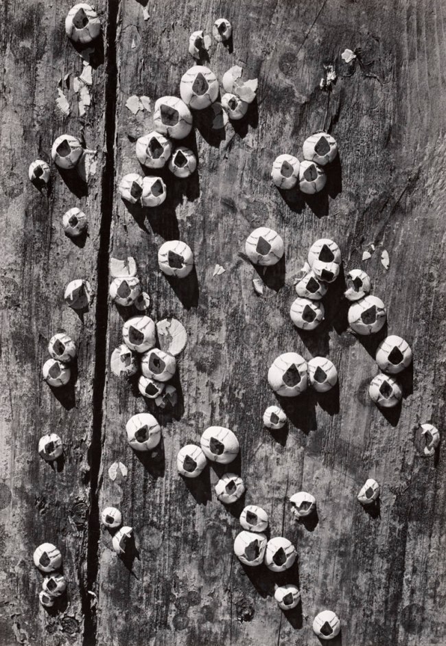 Ansel Adams (American, 1902-1984) 'Barnacles, Cape Cod' 1938