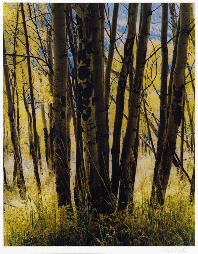 Eliot Porter (American, 1901-1990) 'Aspens and Grass, Elk Mountain Road, New Mexico, October 3, 1972' 1972
