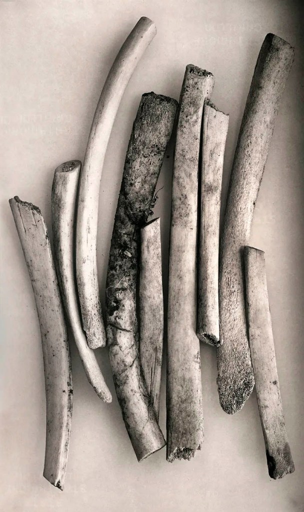 Irving Penn (American, 1917-2009) 'Bird Bones, (Sweden)' 1980
