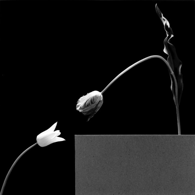 Robert Mapplethorpe (American, 1946-1989) 'Two Tulips' 1984