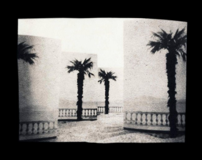 Ruth Thorne-Thomsen (American, b. 1943) 'Paper Palms California' 1981 Ruth Thorne-Thomsen (American, b. 1943) 'Paper Palms California' 1981