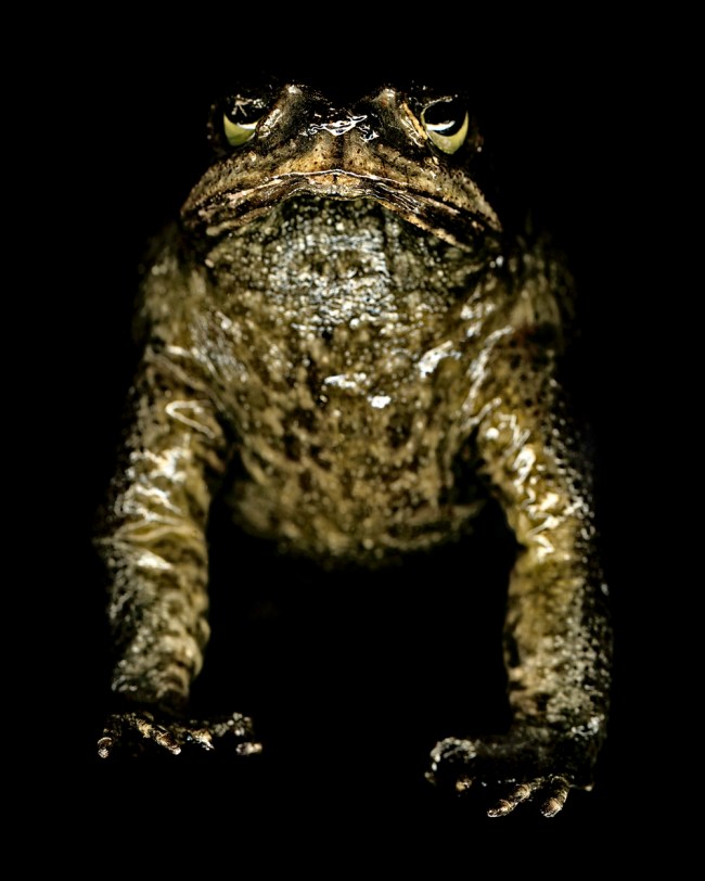 Greg Elms (Australian, b. 1960) 'Cane Toad, Bufo Marinus' 2011