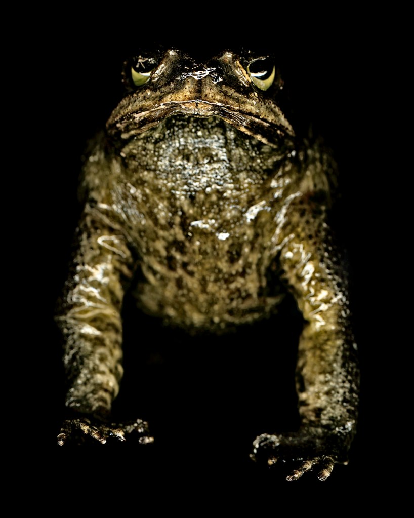 Greg Elms (Australian, b. 1960) 'Cane Toad, Bufo Marinus' 2011