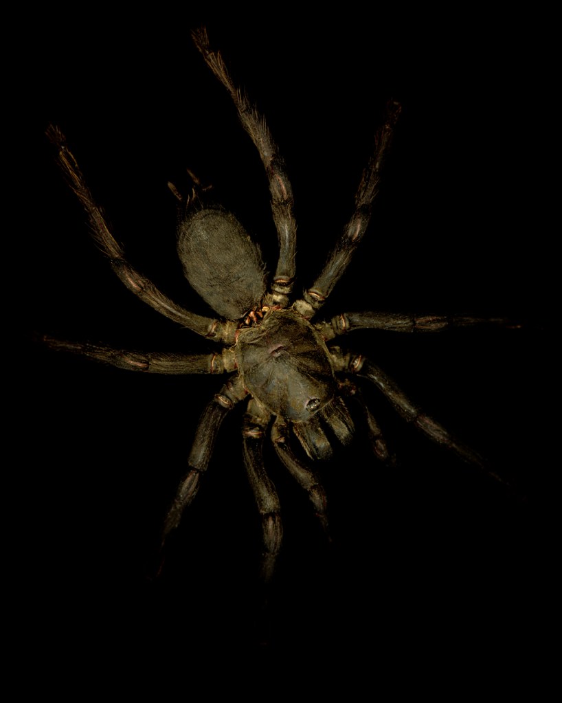 Greg Elms (Australian, b. 1960) 'Thailand tarantula, Haplopelma Albostriatus' 2011