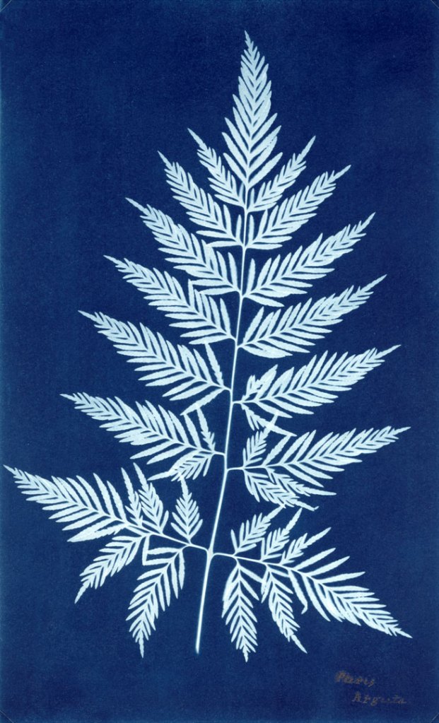 Anna Atkins (English, 1799-1871) 'Paris Arguta' c. 1850