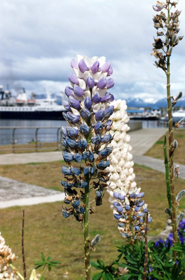 Wolfgang Tillmans (German, b. 1968) 'Ushuaia Lupine (a)' 2010 