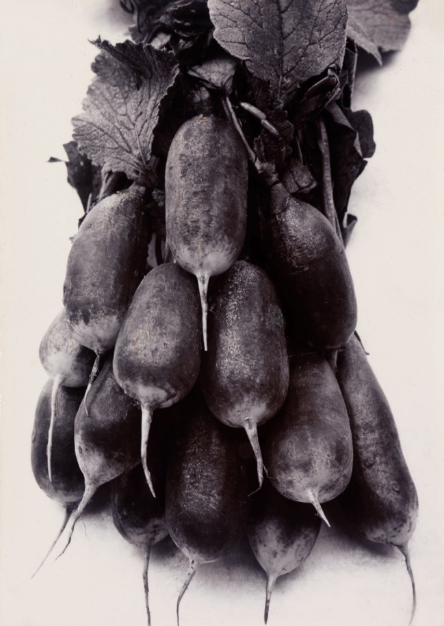 Charles Jones (American, 1866-1959) 'Radish, French Breakfast' c. 1900