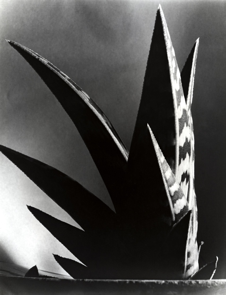 Imogen Cunningham. 'Aloe' 1925