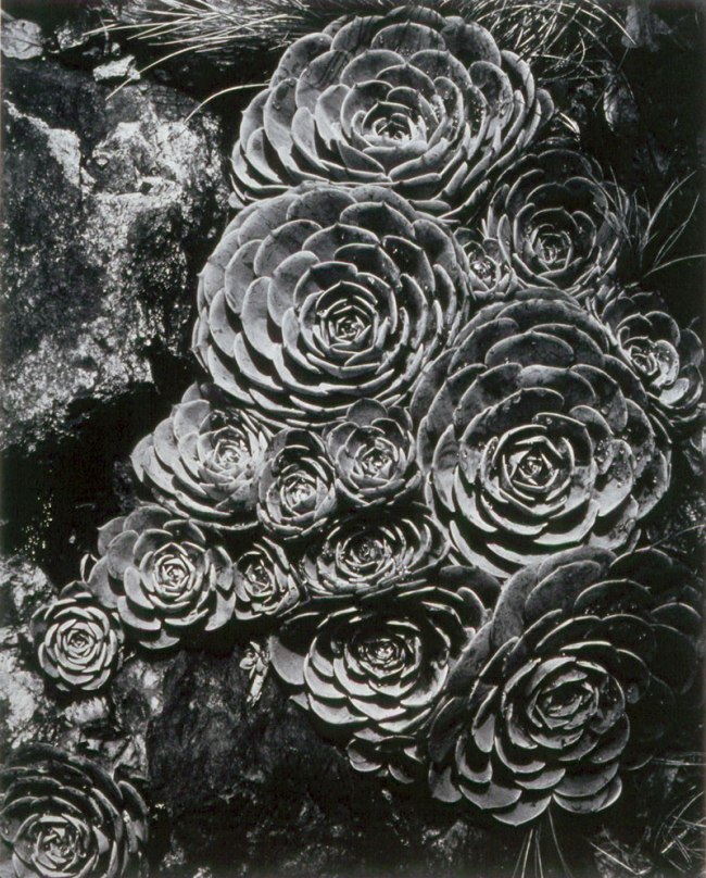 Imogen Cunningham (American, 1883-1976) 'Hen and Chickens' 1929 